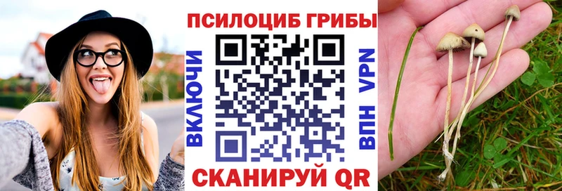 где купить наркотик  Чебоксары  дарк нет формула  Галлюциногенные грибы Psilocybe 